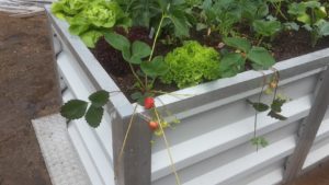 Metallhochbeet mit Bepflanzung-Gemuese Salat und Erdbeeren